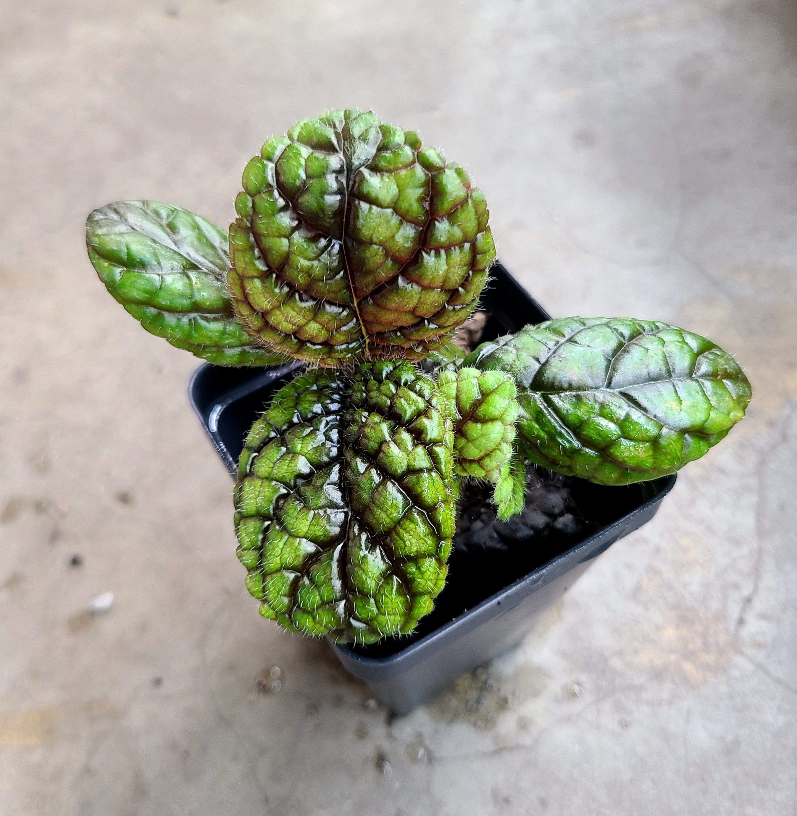 Nautilocalyx – FrogDaddy