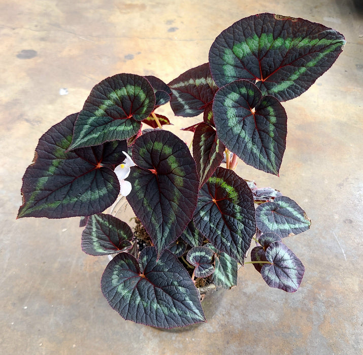 Begonia cathayana 'White Flower'