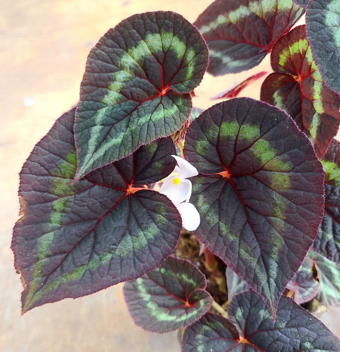 Begonia cathayana 'White Flower'