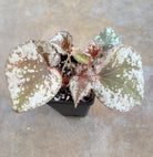 Begonia nigritarum