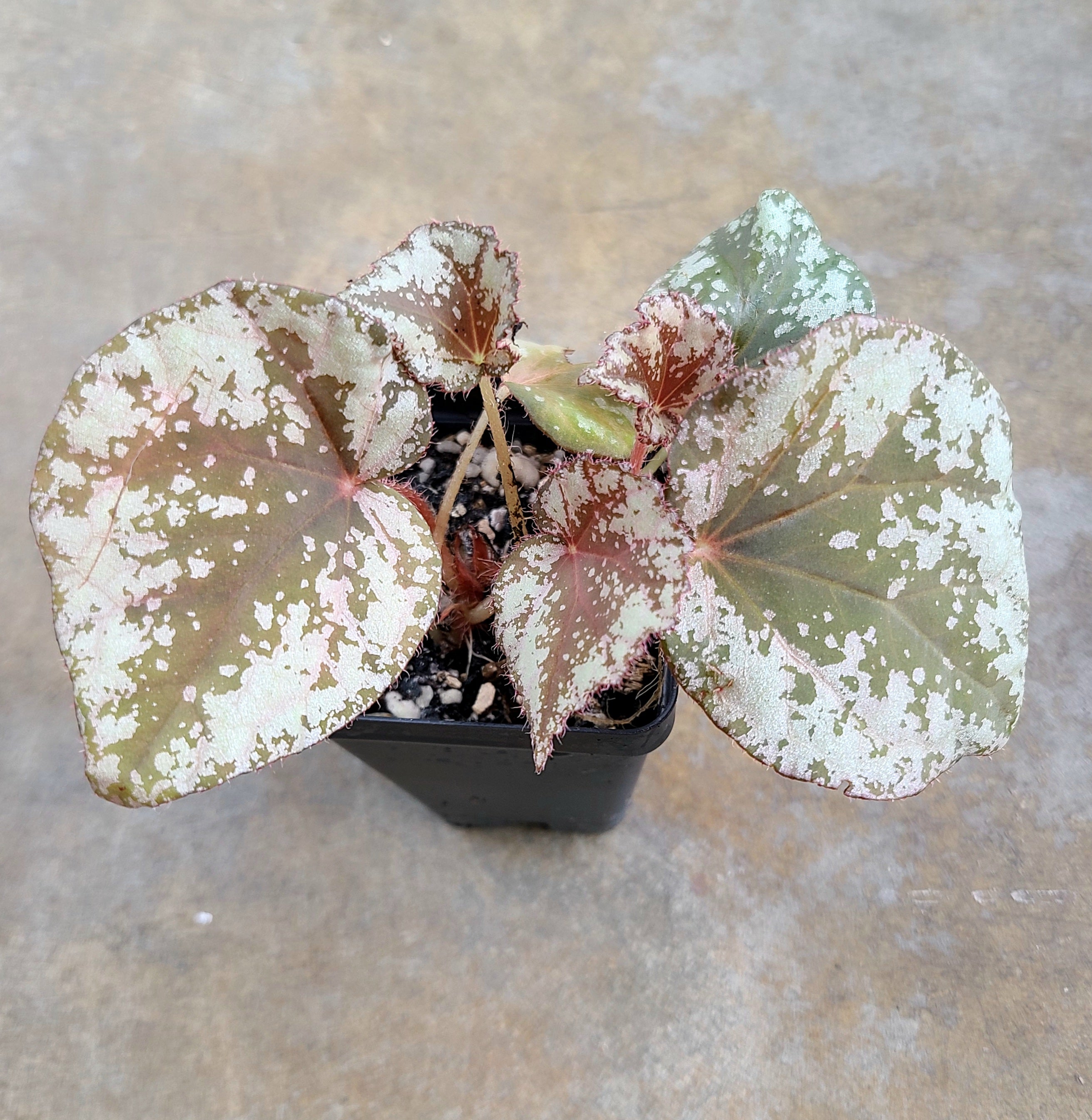 Begonia nigritarum