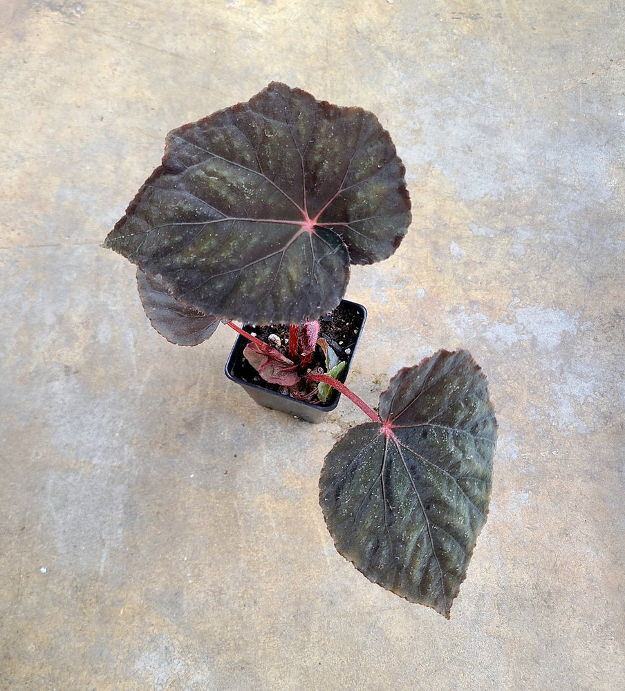Begonia taconite
