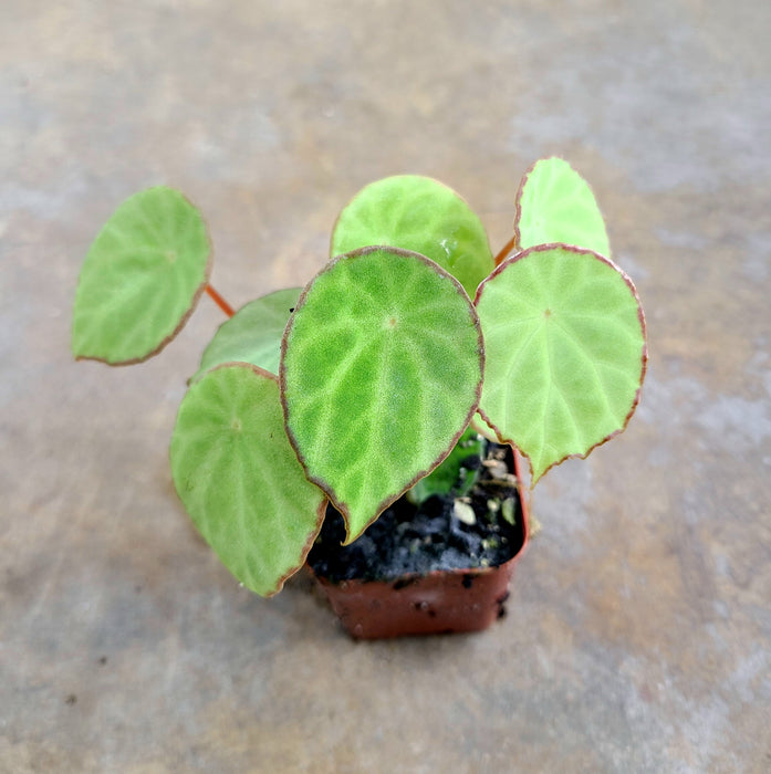 Begonia scapigera