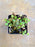 Begonia lichenora