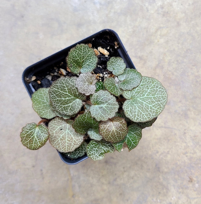 Saxifraga stolonifera (Strawberry Begonia)