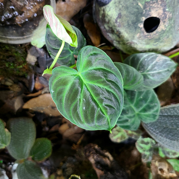 Philodendron verrucosum "Black" - Very Rare