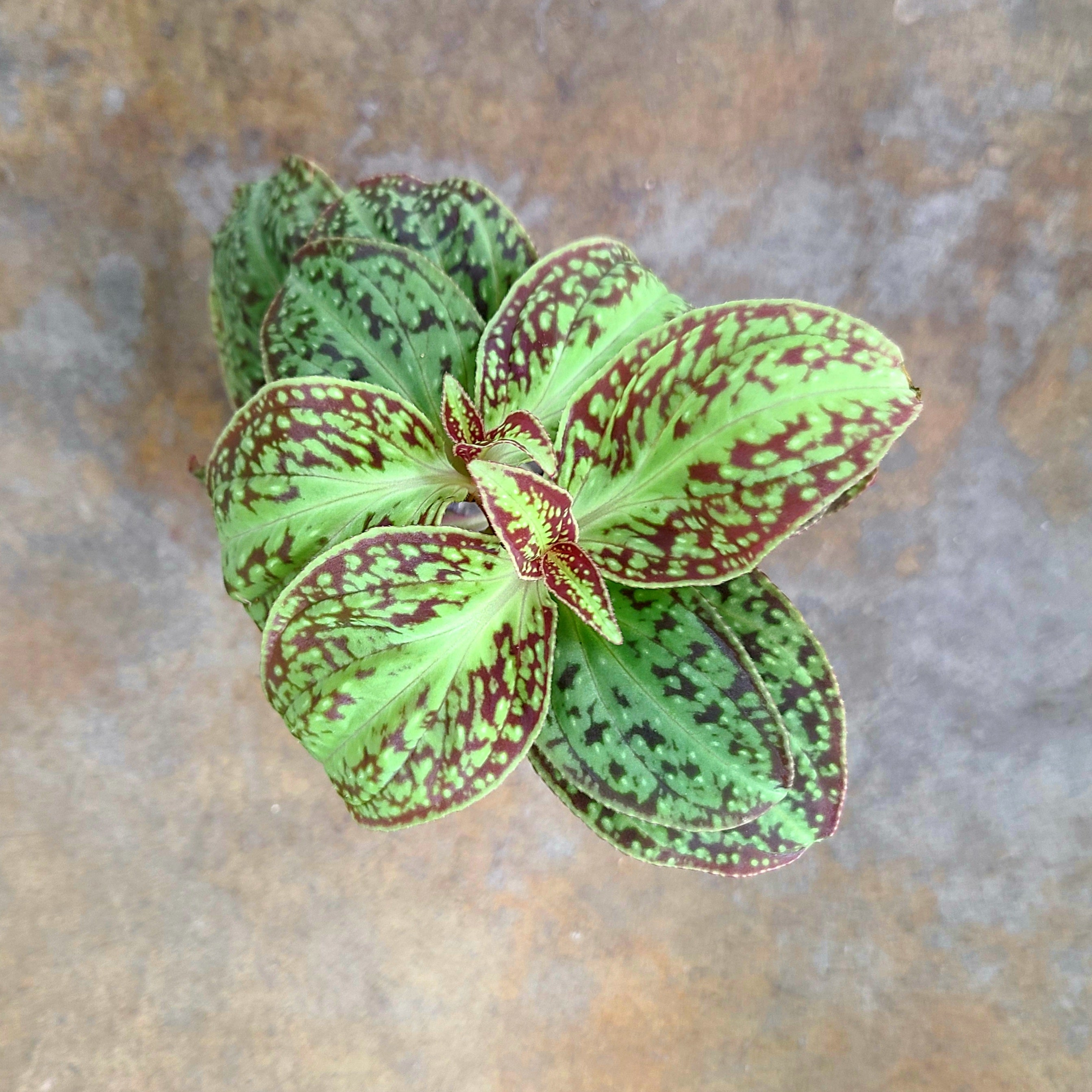 Sonerila dongii Terrarium Plant | FrogDaddy