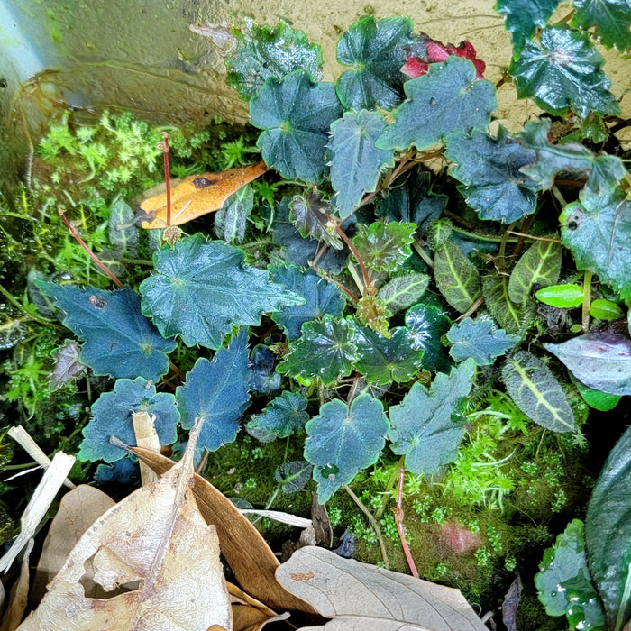 Begonia mauradiae "Blue"