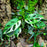 Monstera adansonii variegata - NSE Tricolor Variegated