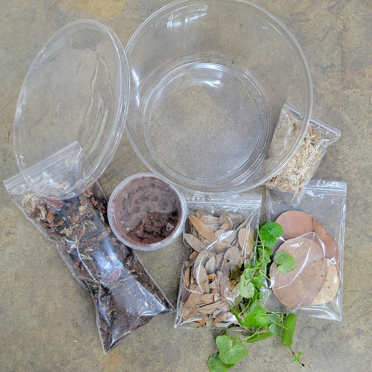 Full Froglet Grow-Out Kit - Extra Large Deli Round (190 oz) | FrogDaddy