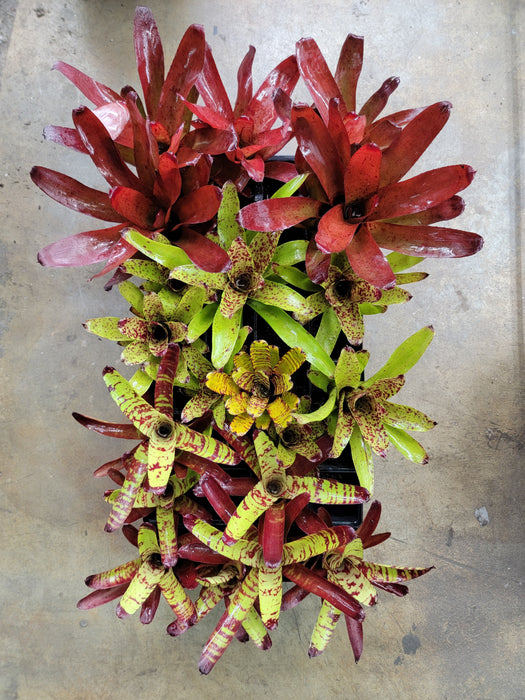 Bromeliad Subscription Package