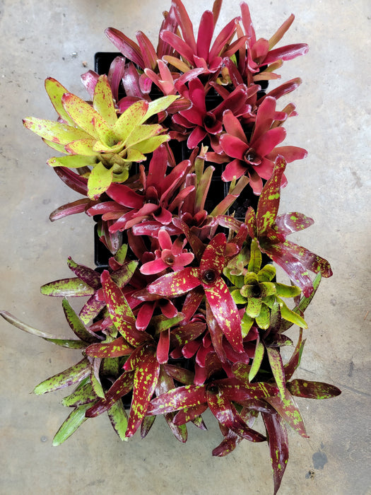 Bromeliad Subscription Package