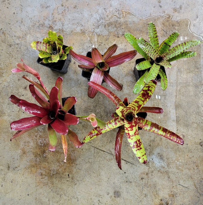 Neoregelia Small to Medium 5-Pack