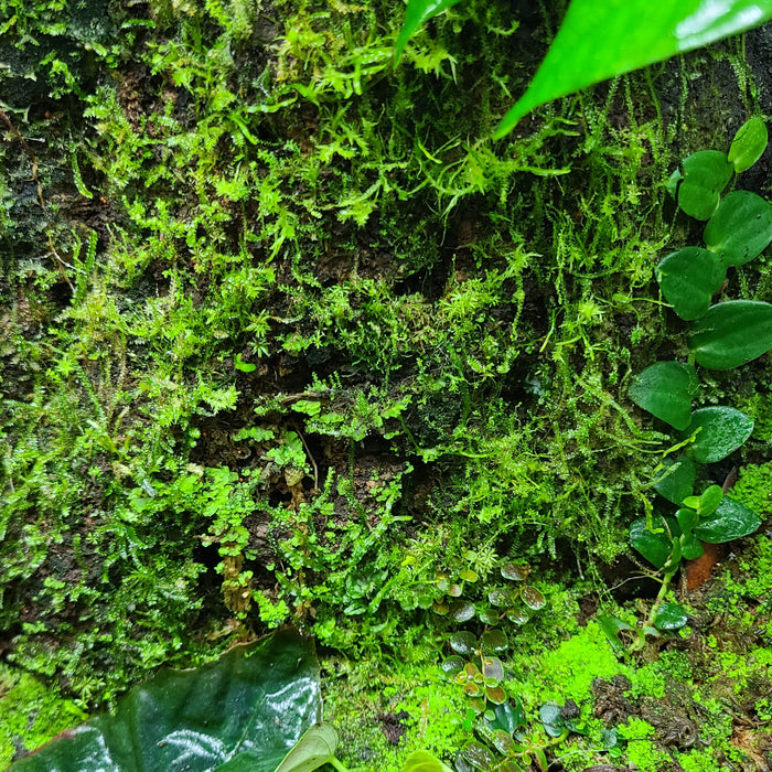 FrogDaddy 4kg BULK Sphagnum Moss A/B Grade