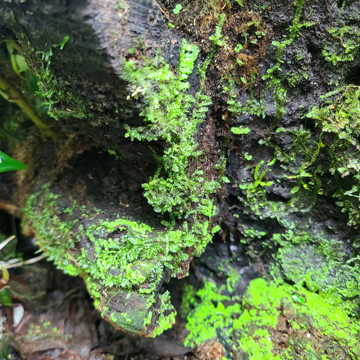 FrogDaddy Wet Moss Mix