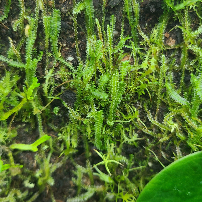 FrogDaddy Wet Moss Mix