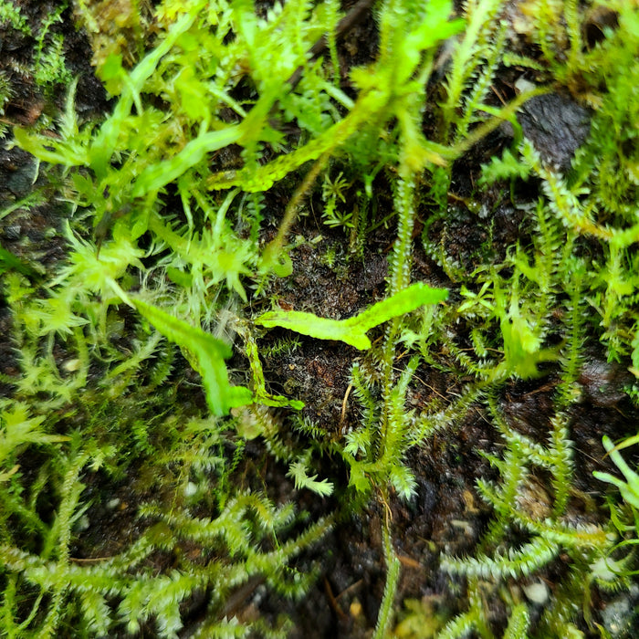 FrogDaddy Wet Moss Mix