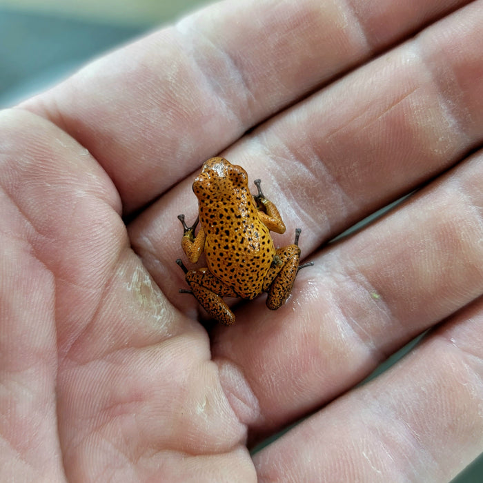 Oophaga pumilio "Las Tablas"