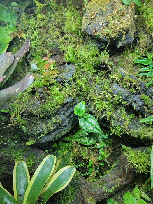 2 lbs Terrarium-blend Soil Mix – Moss Acres