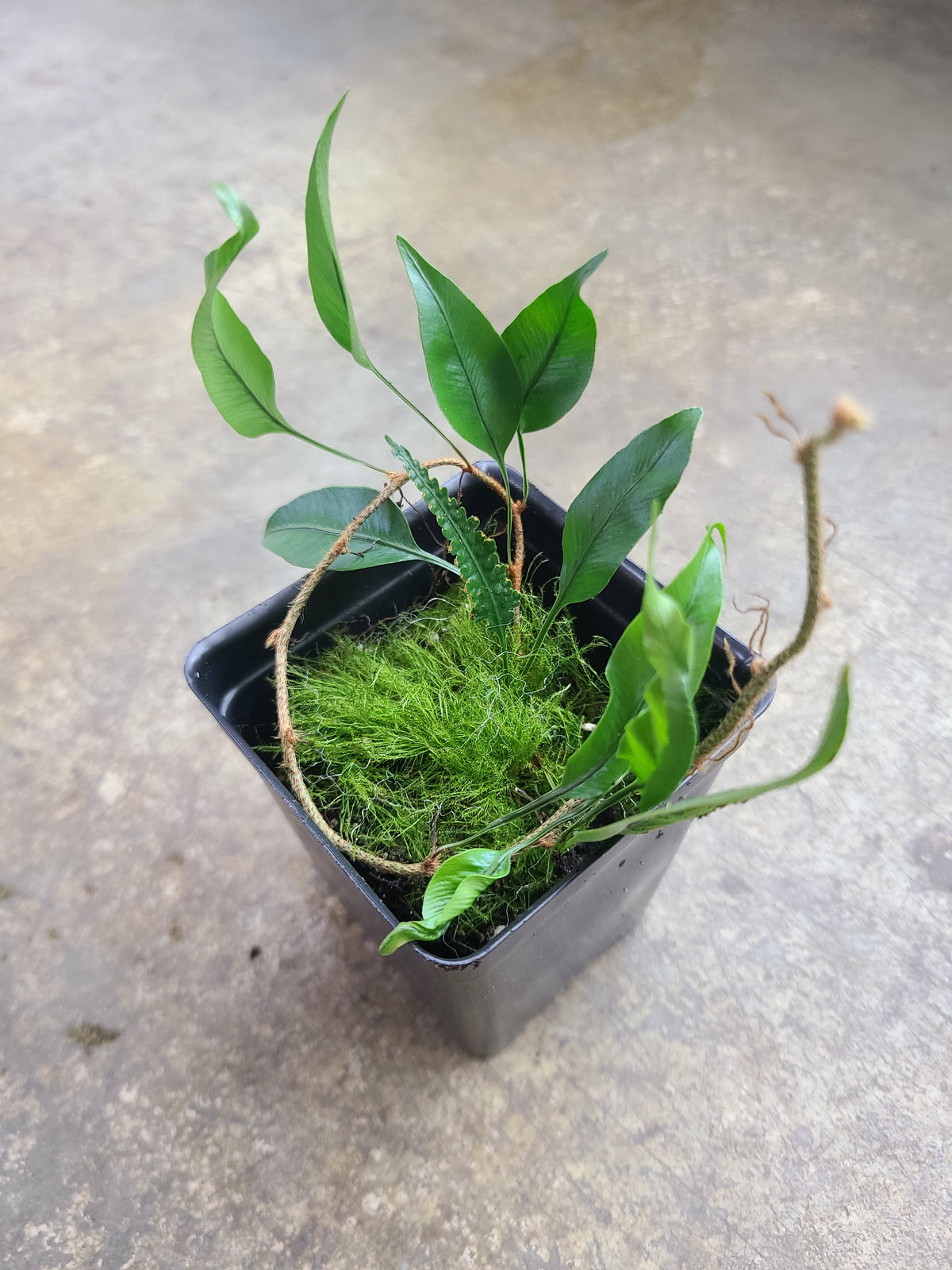 Micro Ferns Micro Ferns – FrogDaddy