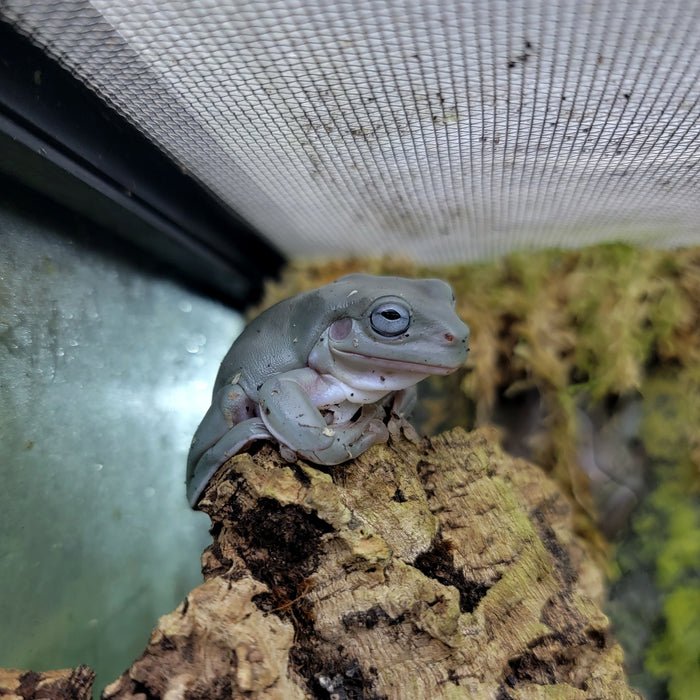 Litoria caerulea - White's Tree Frog - Blue Eyed