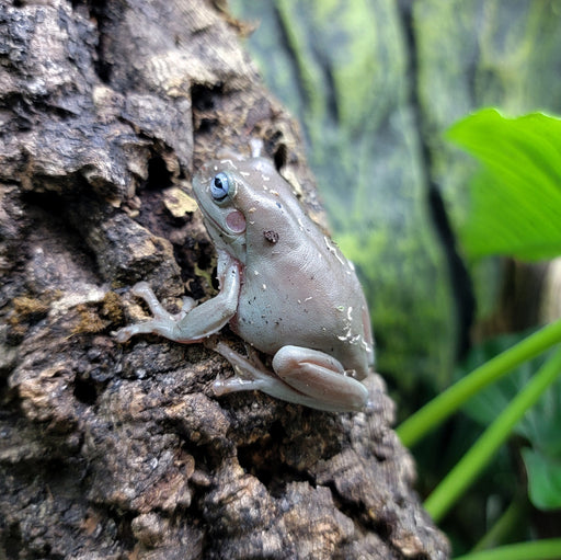 Litoria caerulea - White's Tree Frog - Blue Eyed