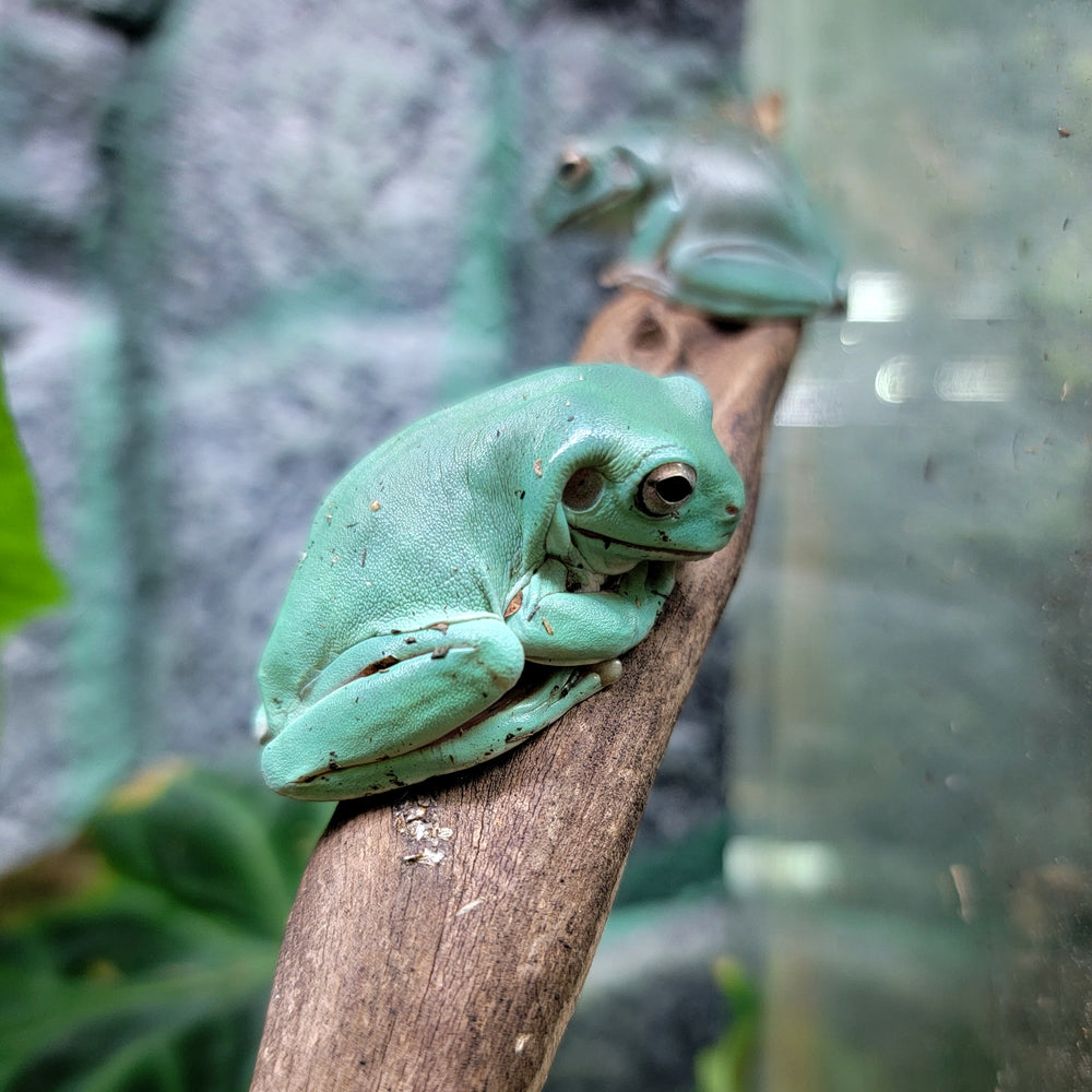 Labed Tree Frog Litoria caerulea - White's Tree Frog - Blue Phase — FrogDaddy