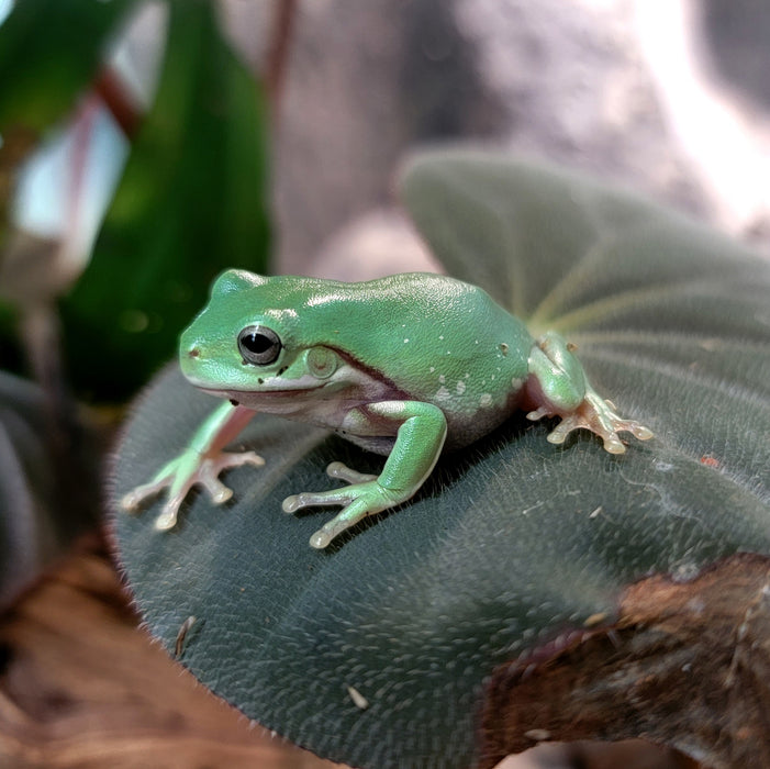 Litoria - Tree Frog — FrogDaddy