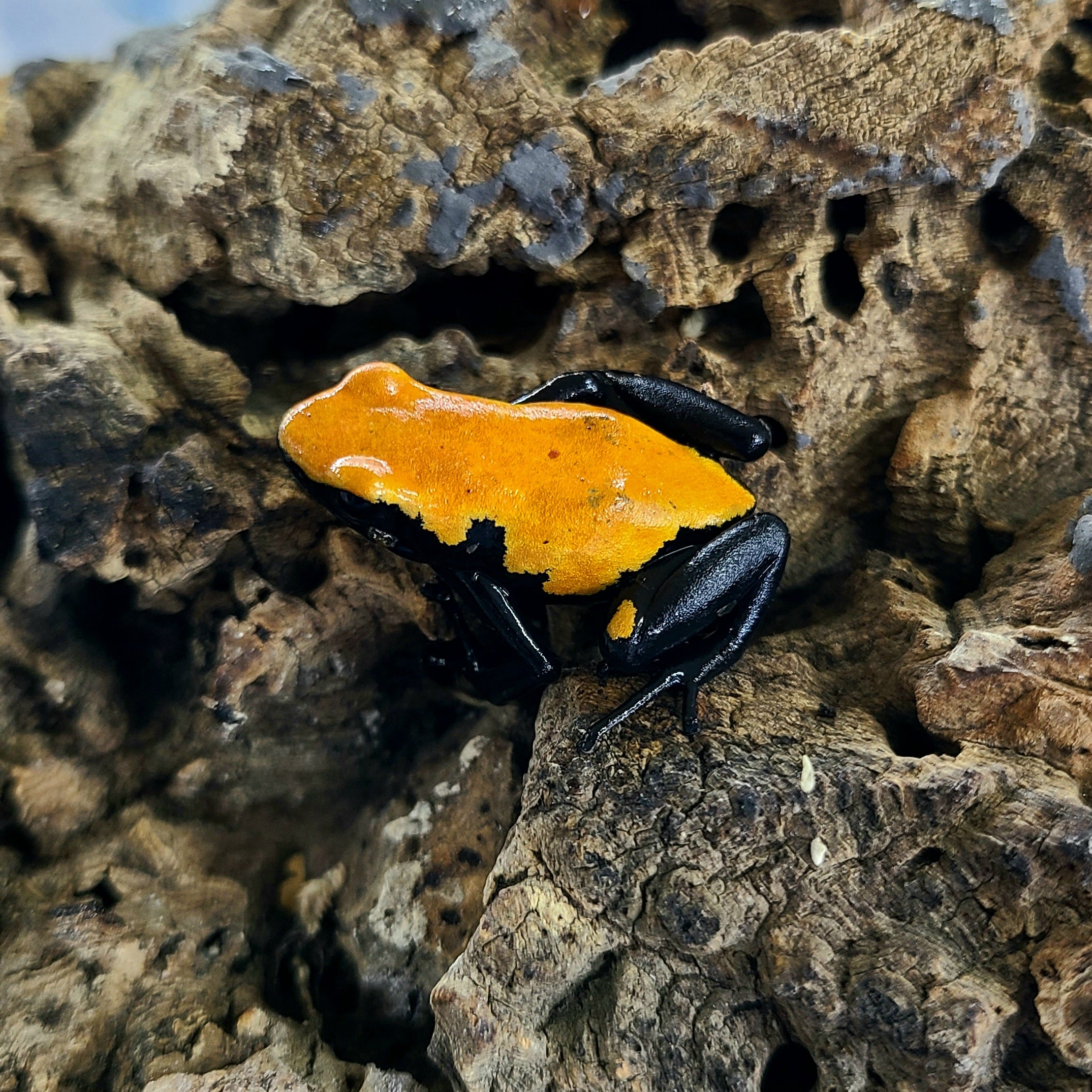 Adelphobates galactonotus 
