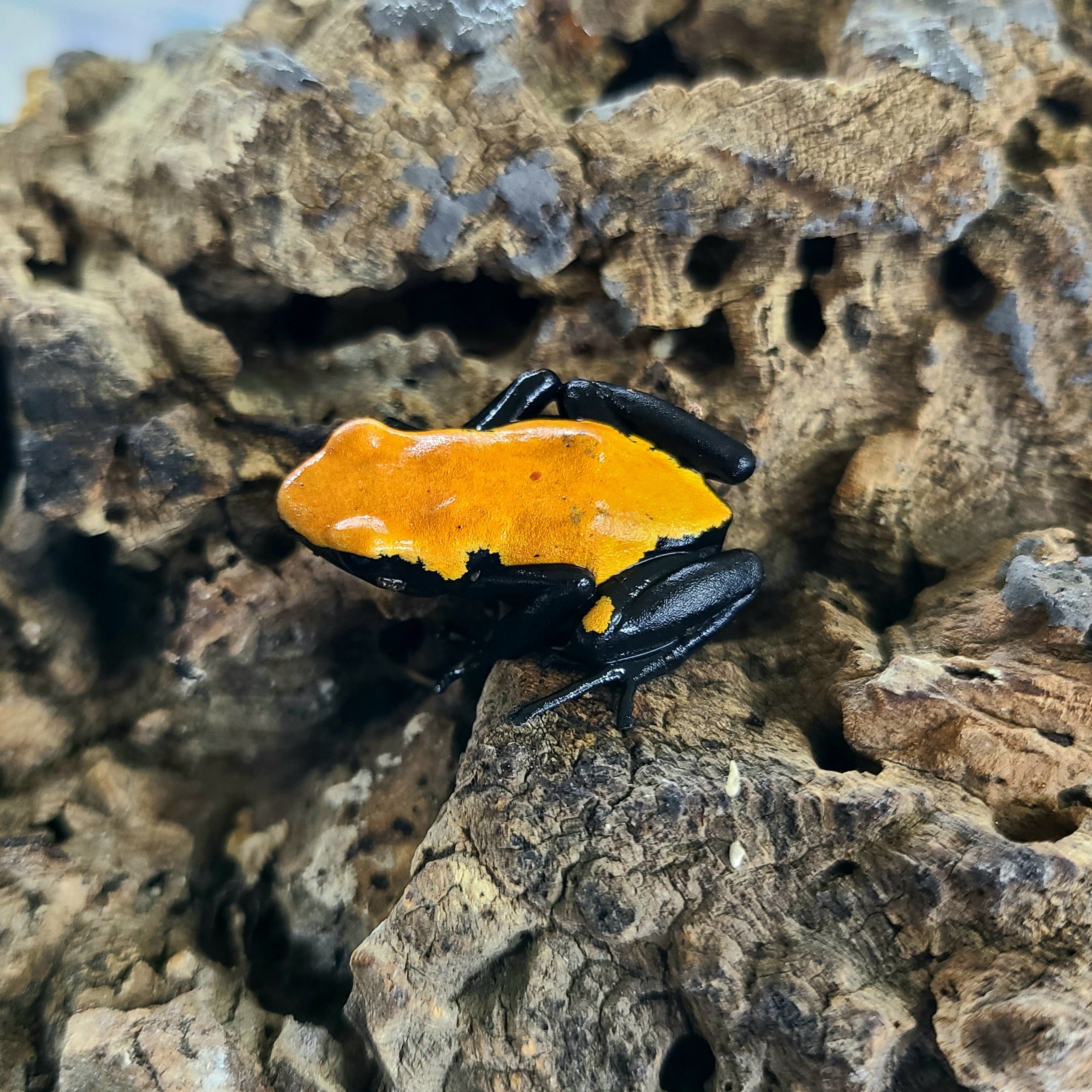 Adelphobates galactonotus 
