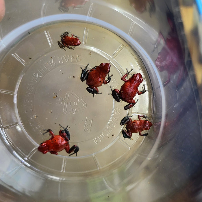 Oophaga pumilio "Man Creek"