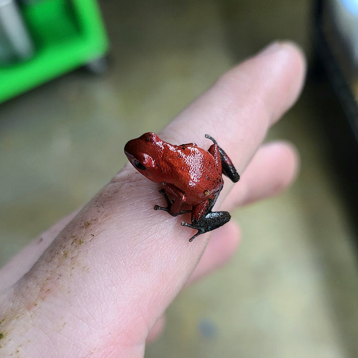 Oophaga pumilio "Man Creek"