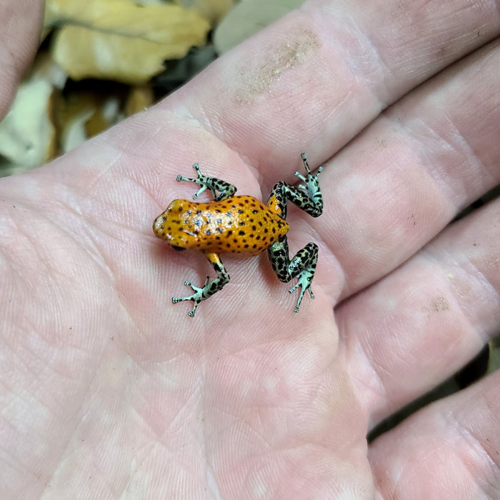 Oophaga pumilio "Pico de Chiriqui"