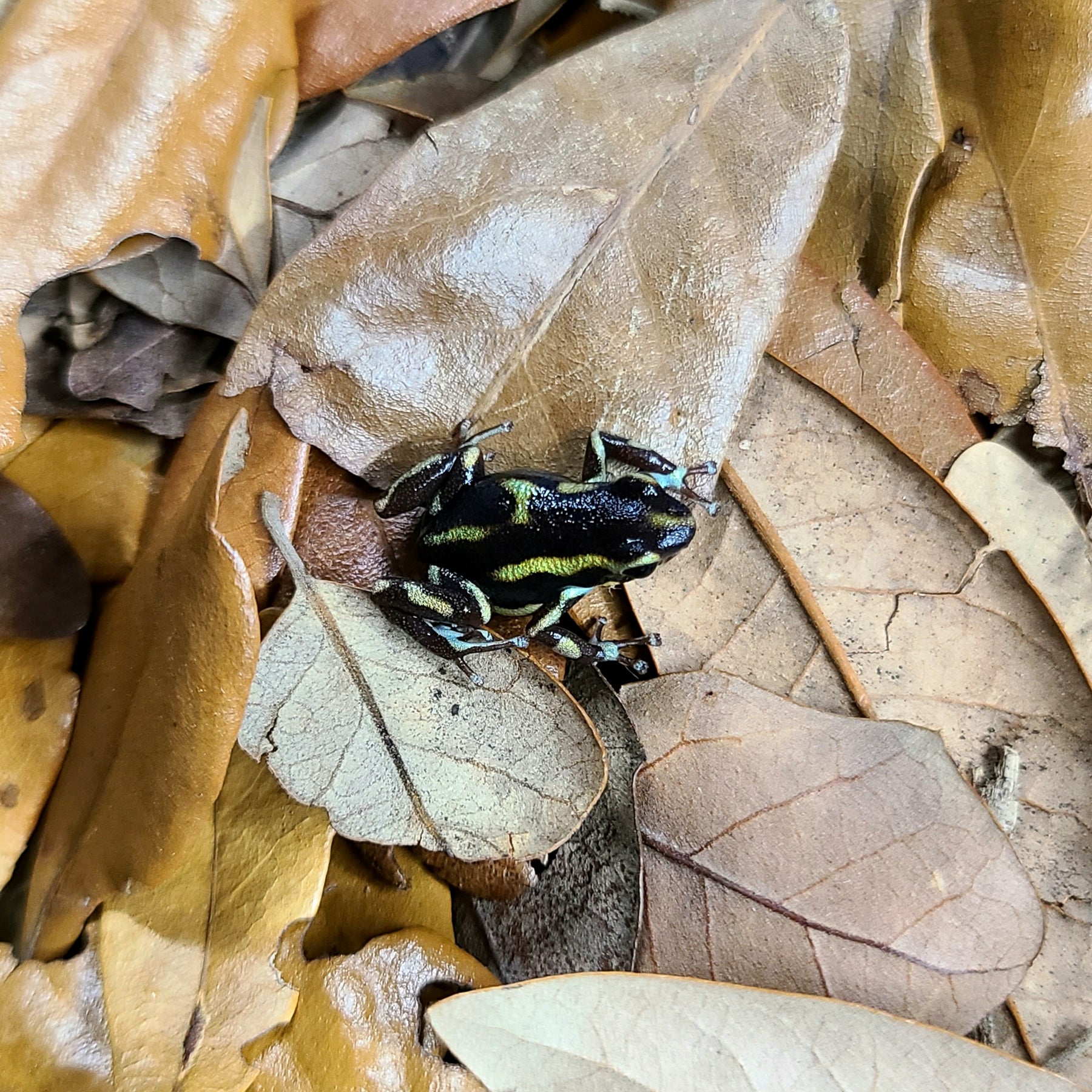 ADW: Oophaga pumilio: INFORMATION