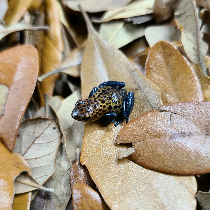 Oophaga pumilio "Valle Del Rey"