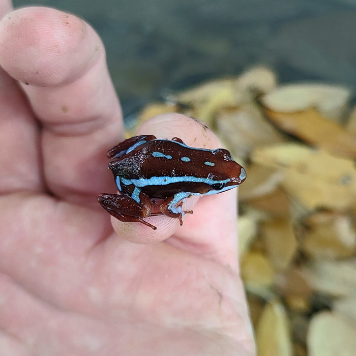 Epipedobates tricolor "Ankas" Tadpole