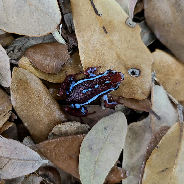 Epipedobates tricolor "Ankas”