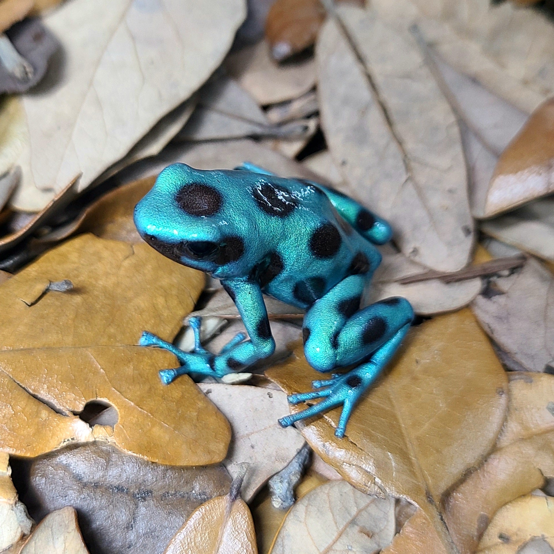 Dendrobates auratus 