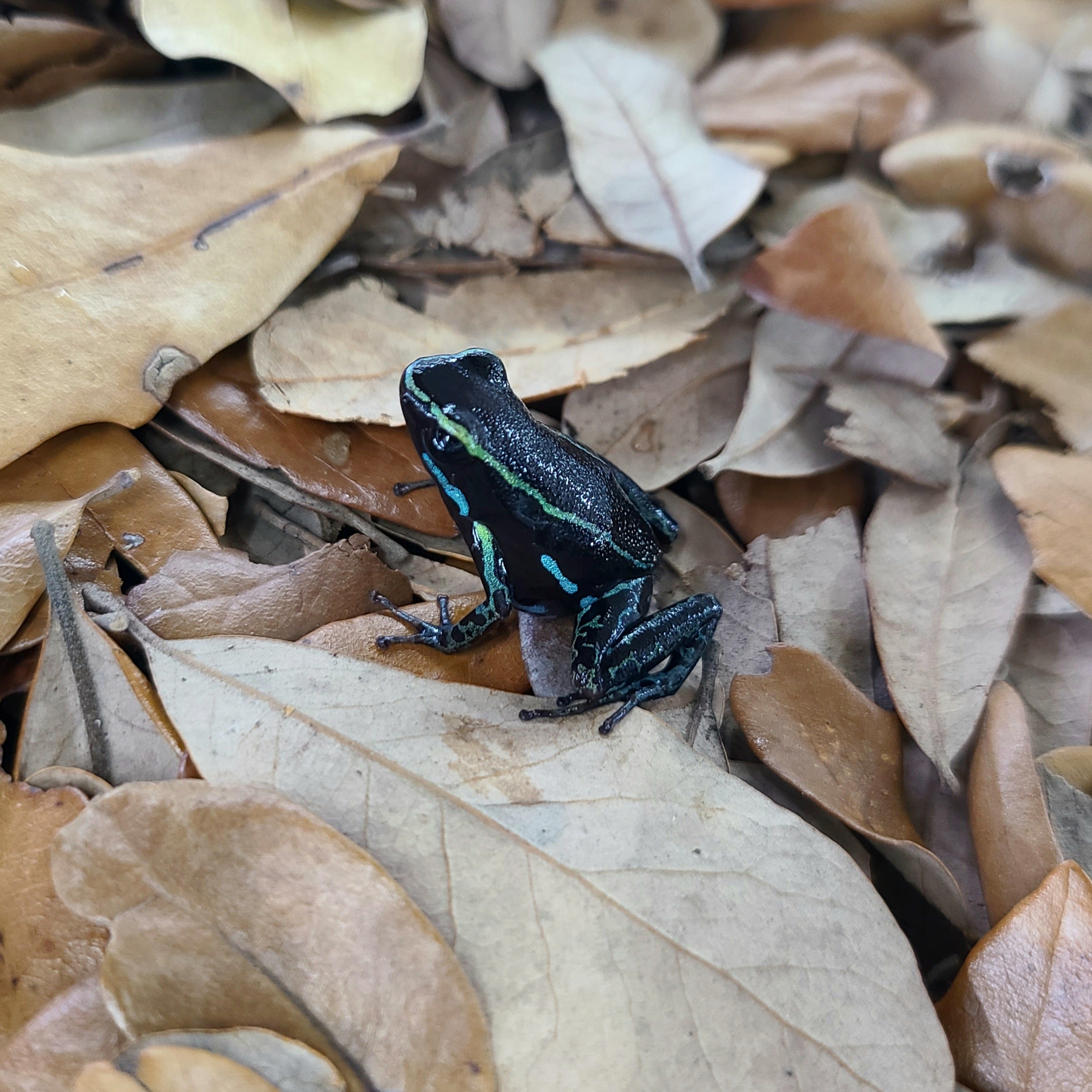 Hyloxalus azureiventris Dart Frog | FrogDaddy