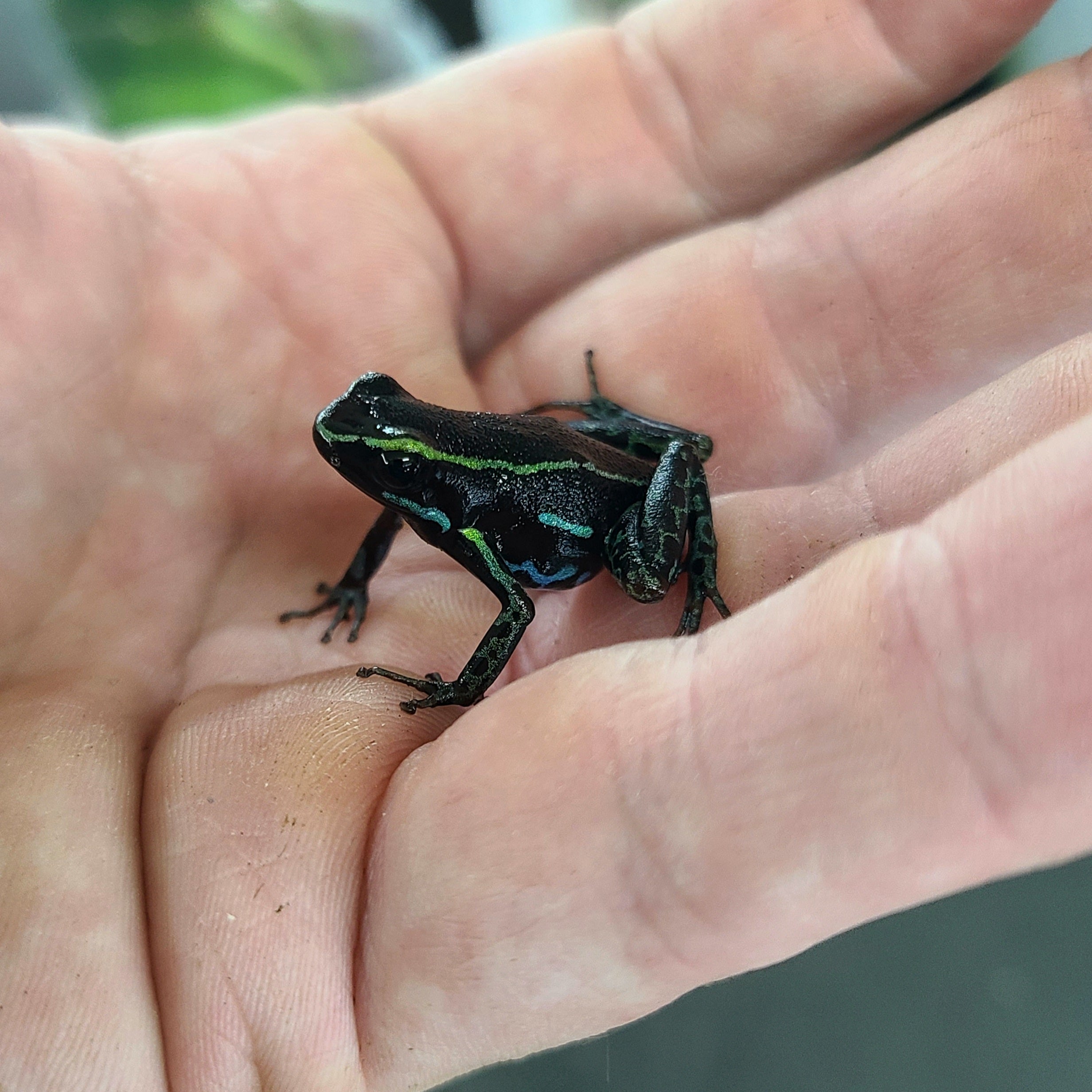 Hyloxalus azureiventris Dart Frog | FrogDaddy