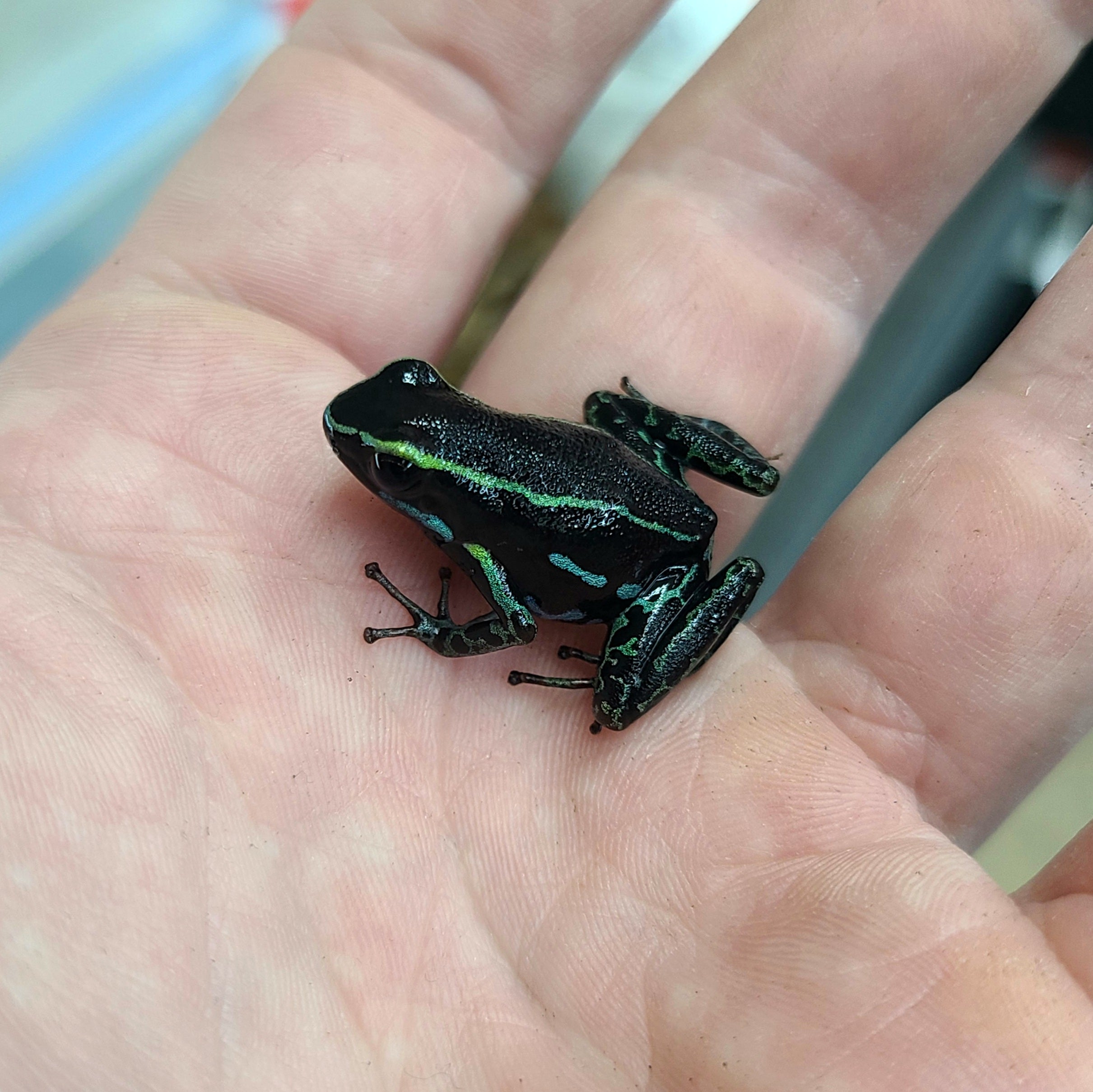 Hyloxalus – FrogDaddy