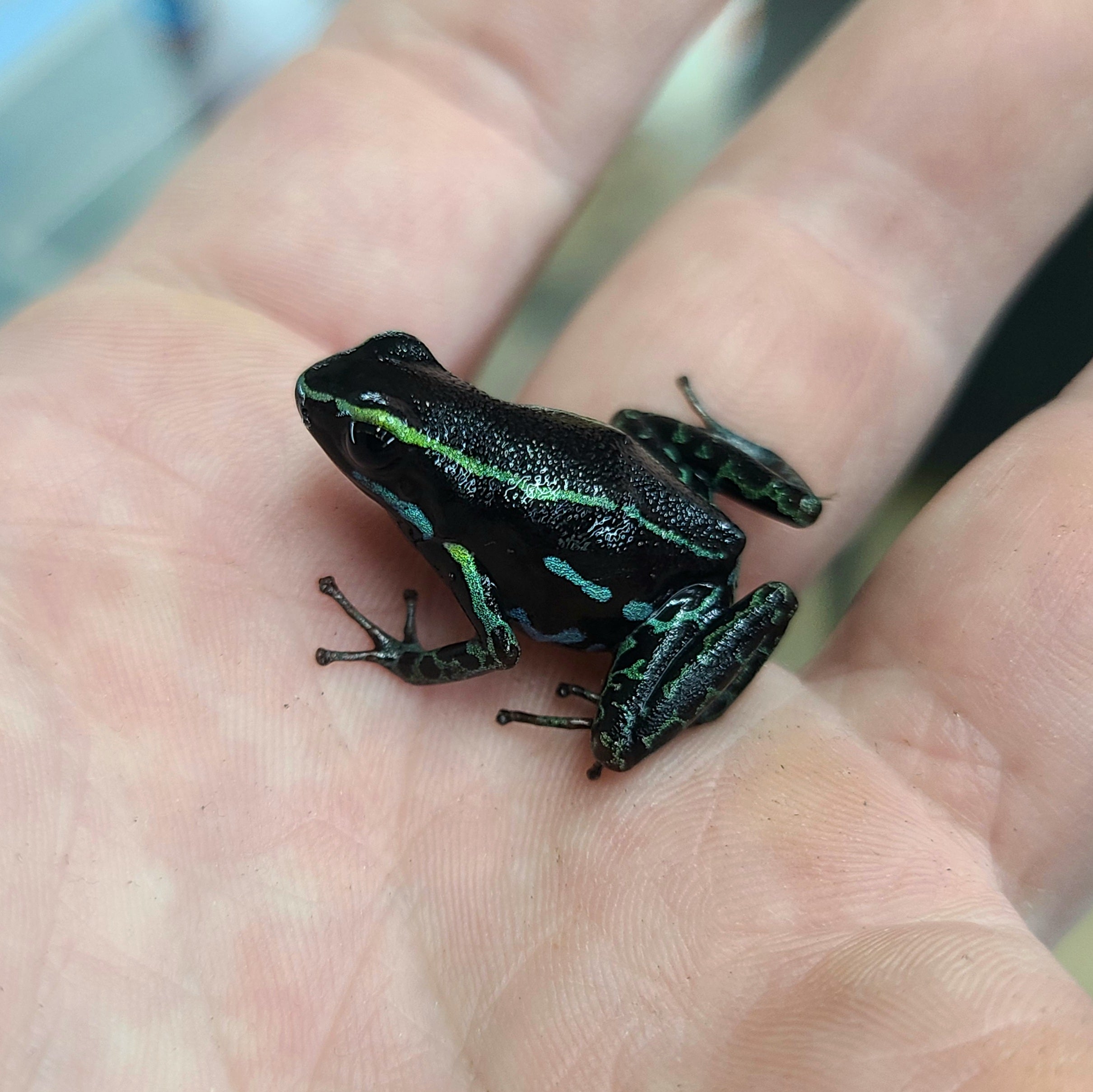 Hyloxalus azureiventris Dart Frog | FrogDaddy