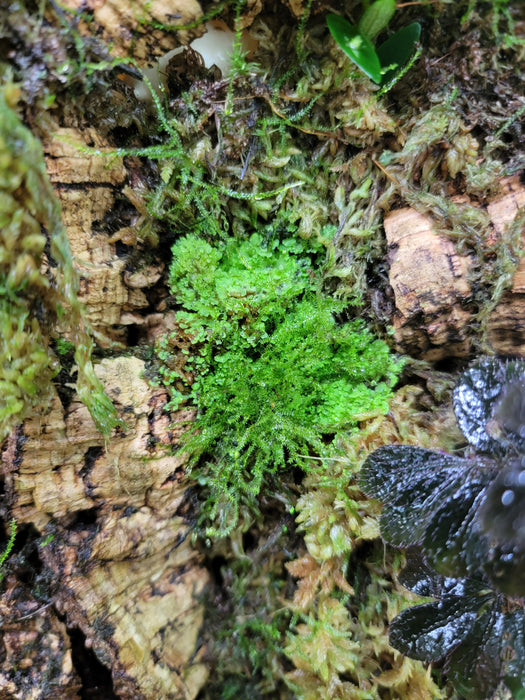 6 lbs Mix Fresh Live Moss Assortment Terrarium Vivarium Isopod Bin Fairy  Garden