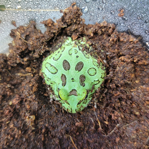 Ceratophrys sp. - Pac Man Frog - Green