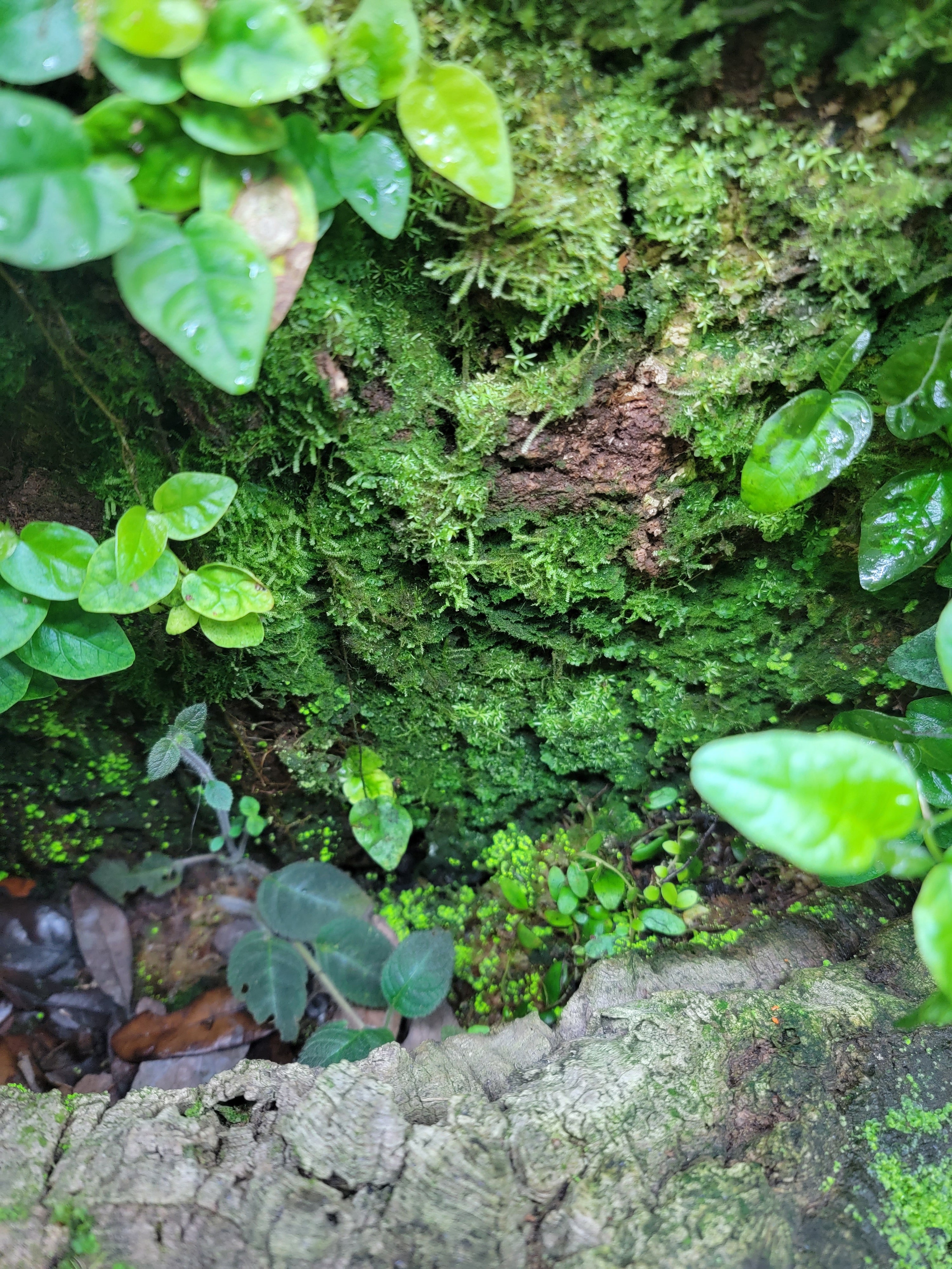 BryoBlend Premium Wet Moss Mix – FrogDaddy