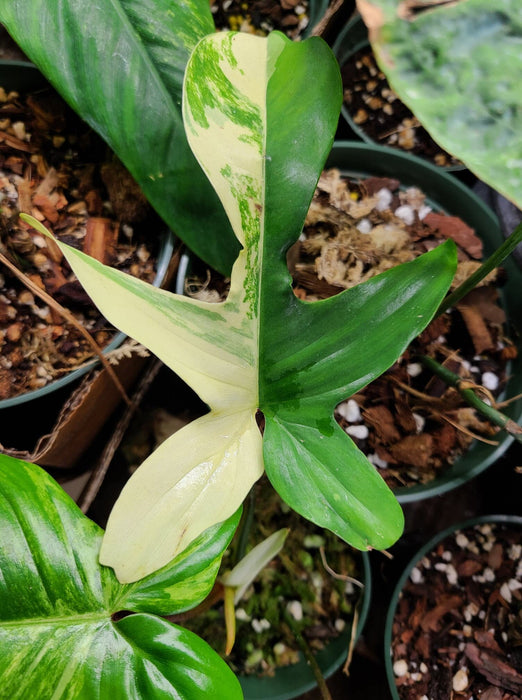 Philodendron "Florida Beauty"