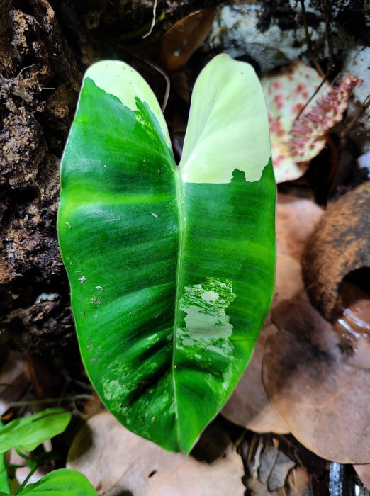 Philodendron Burl Marx Variegata