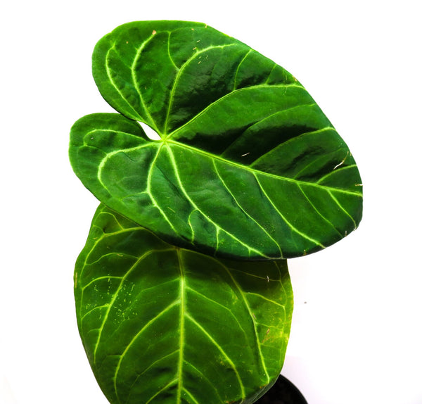 anthurium red crystallinum x magnificum Anthurium magnificum x crystallinum Terrarium Plant