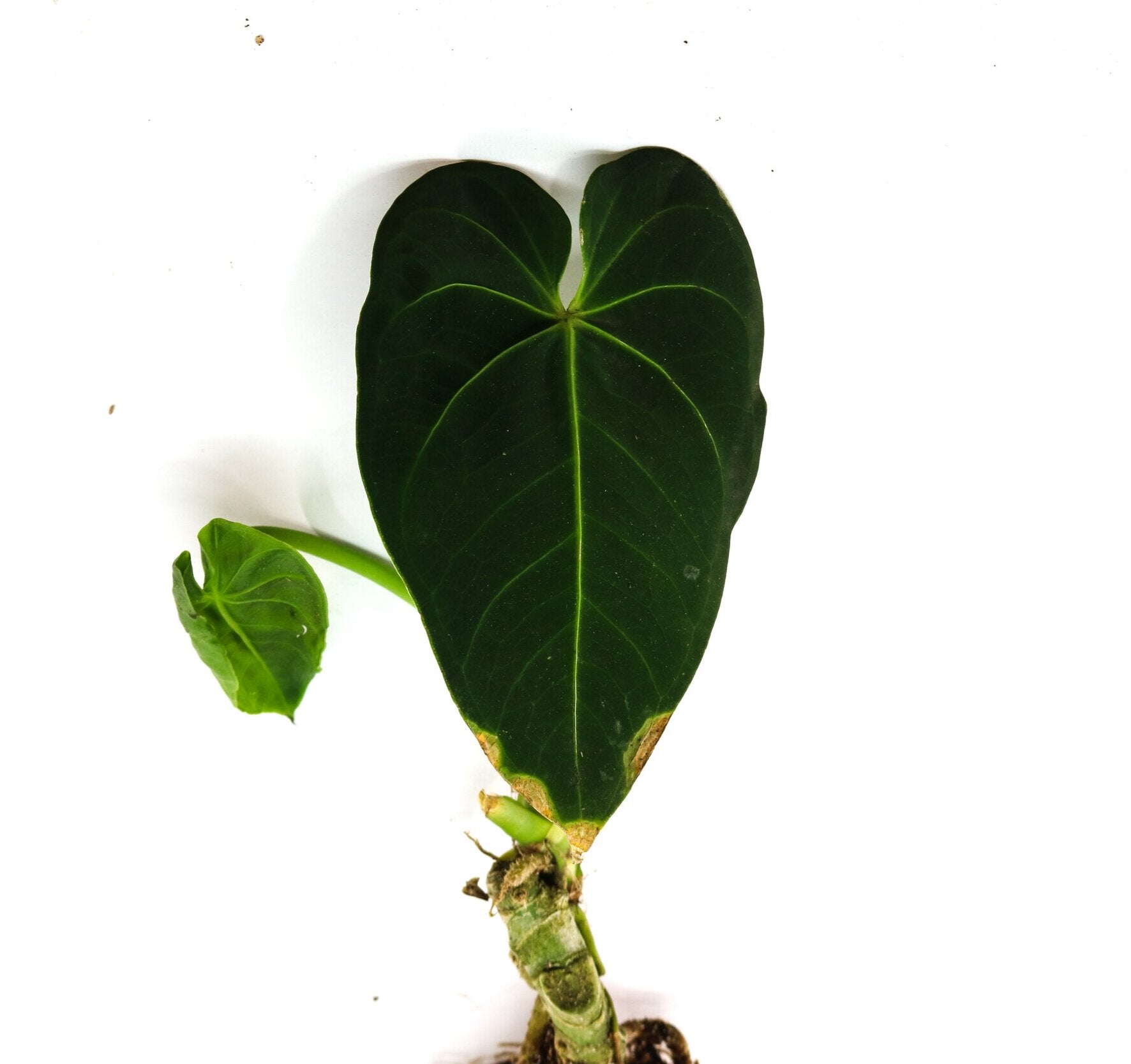 anthurium martinique Anthurium angamarcanum 'Type' Terrarium Plant