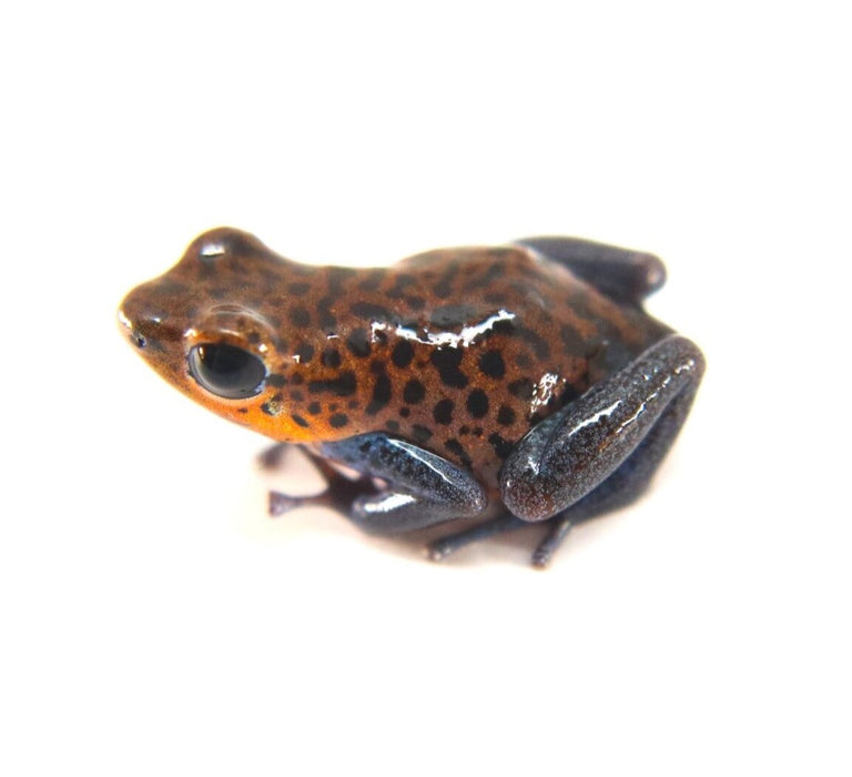 Oophaga pumilio "Charco la Pava"